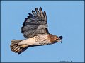 _2SB1592 red-tailed hawk